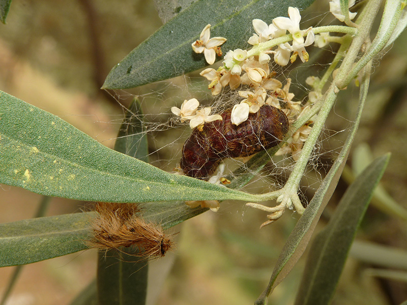 Lymantria e Calosoma in Grecia